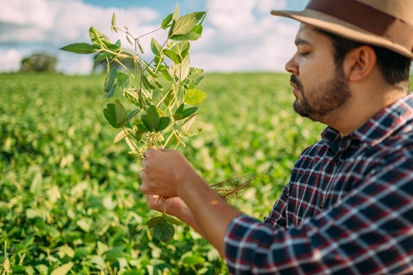 energia solar e agricultura, produção de soja