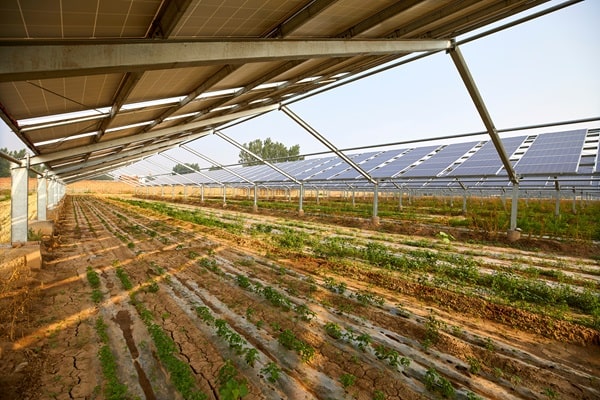 Agricultura e energia solar; produção de alimentos e de energia solar na mesma área; projeto agrivoltaico